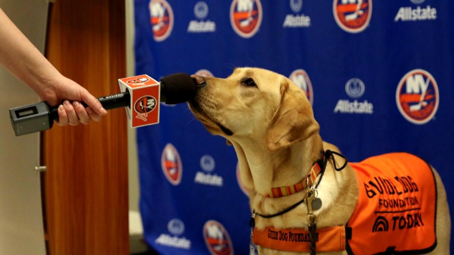 Pup on Flipboard | NHL Playoffs, Leeds, New York City