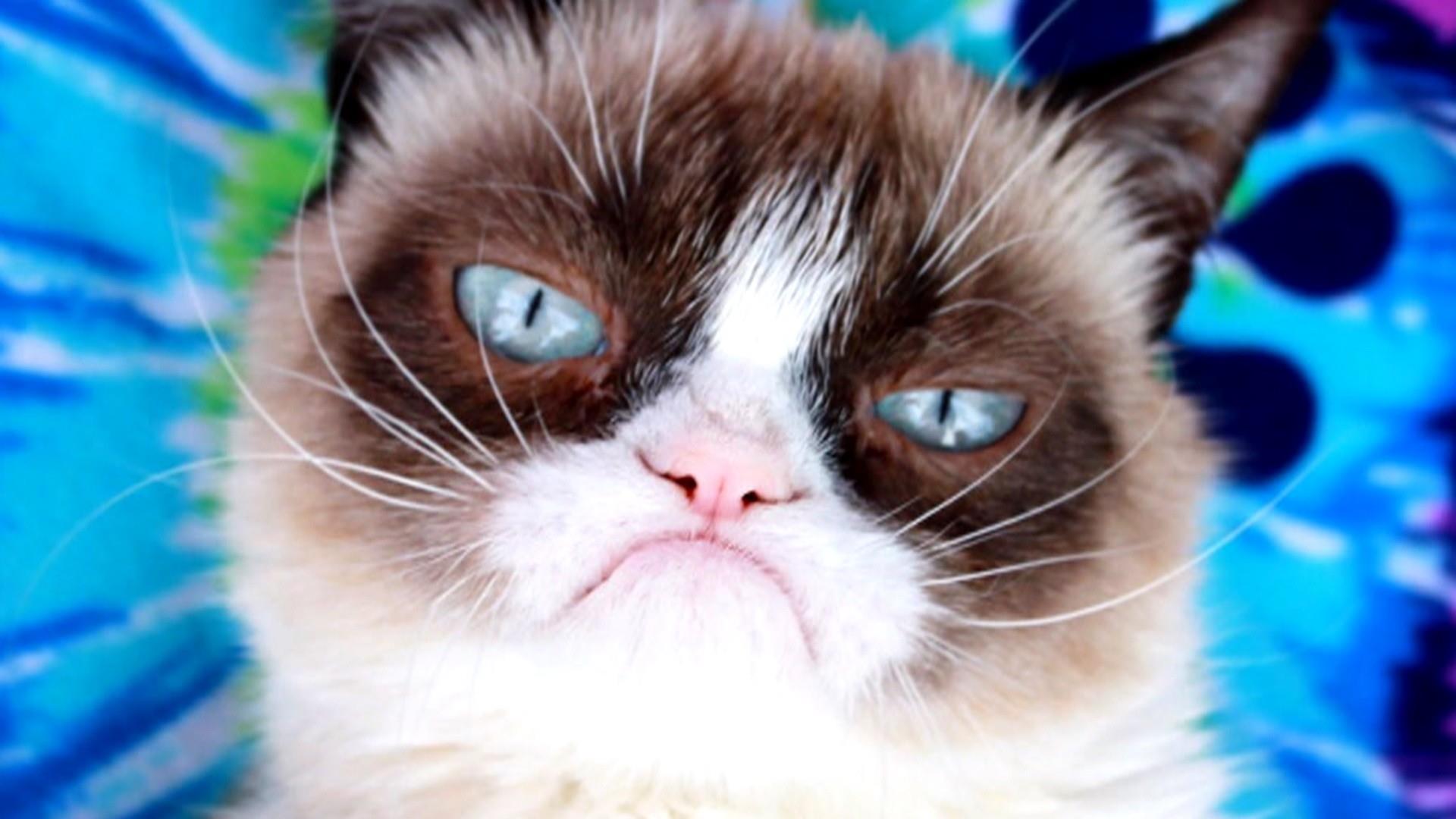 grumpy cat face