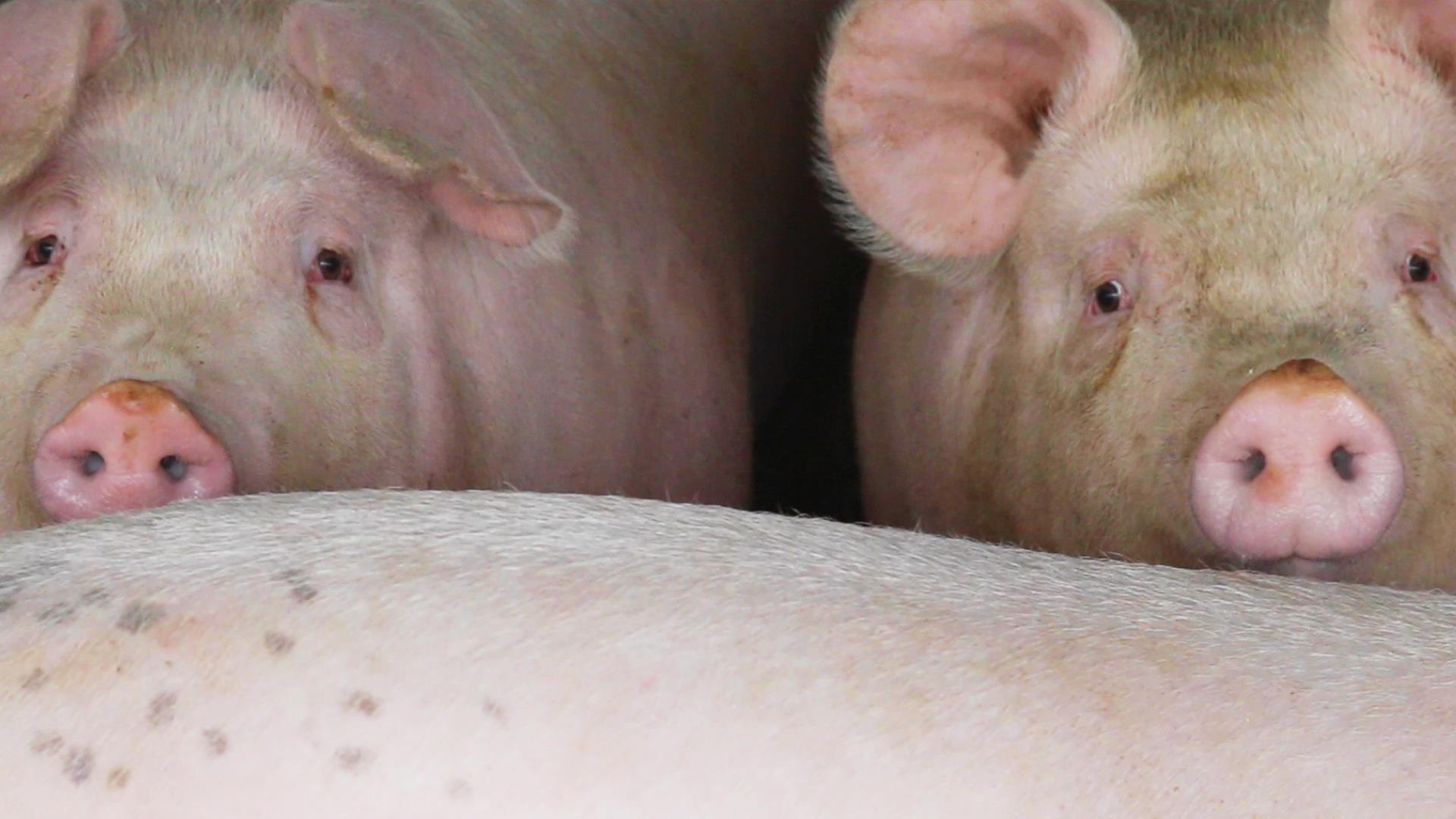 Coronavirus crisis puts hog farmers in uncharted territory: Killing their  healthy livestock
