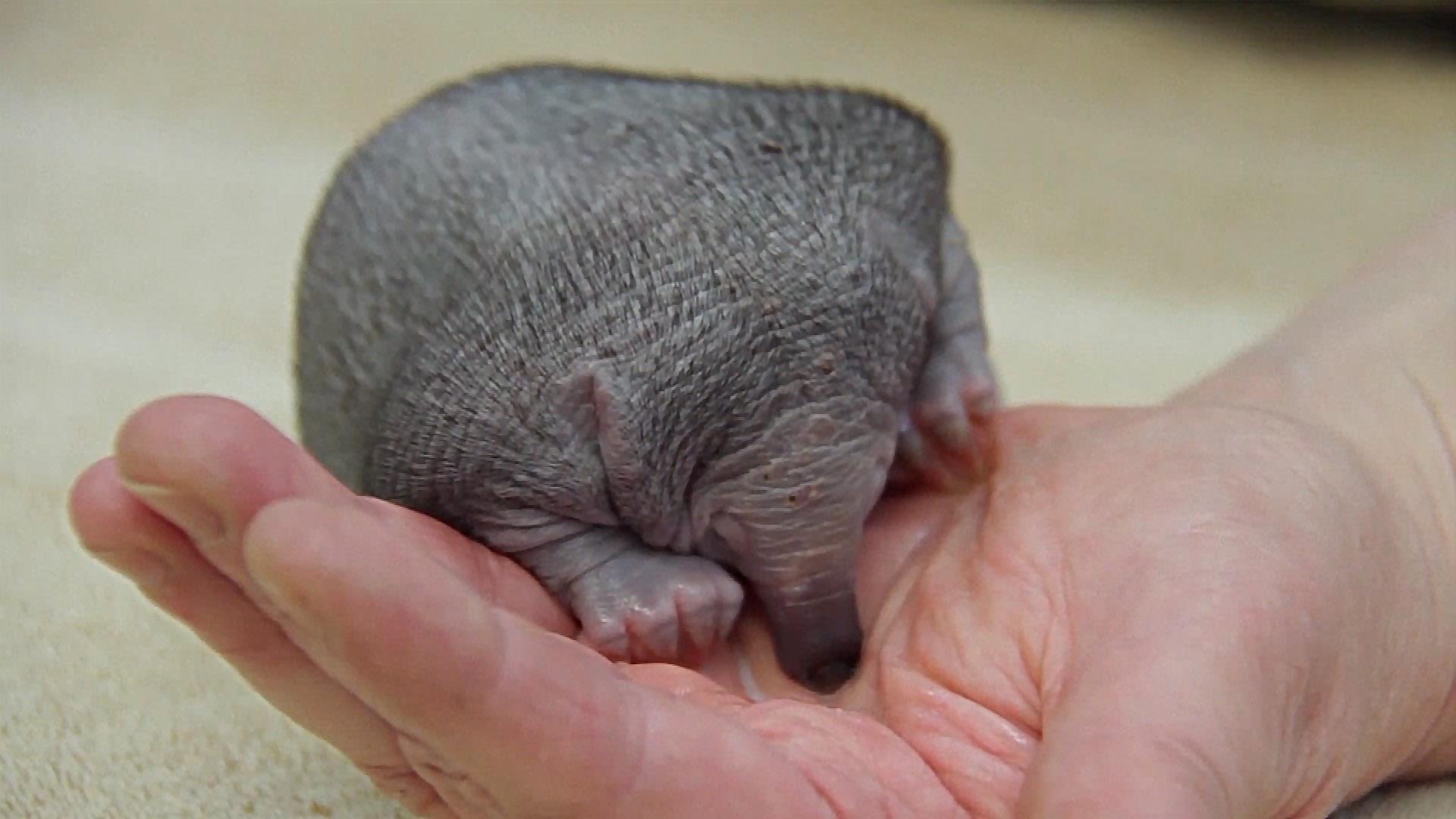 Baby echidna hospitalized after suspected bird attack