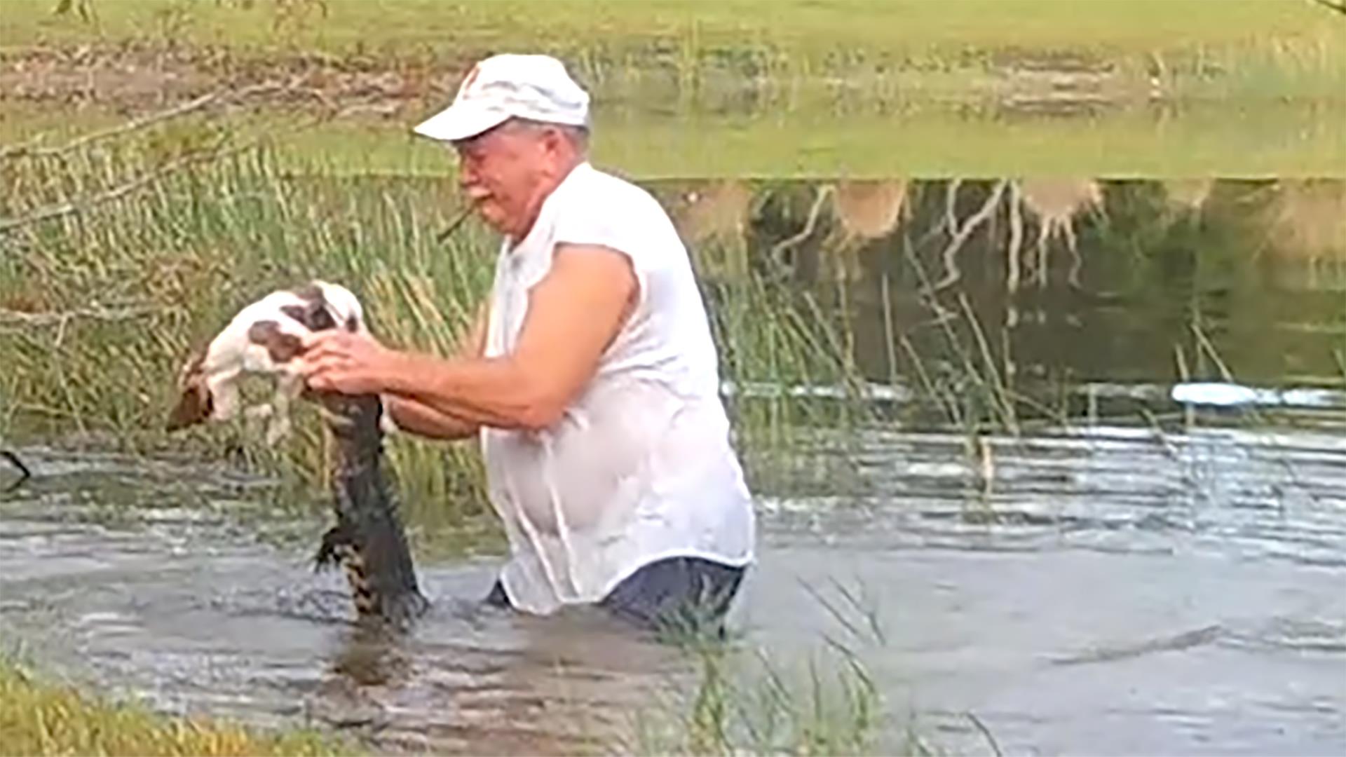 WATCH: Man pulls puppy from jaws of alligator after rescuing it in pond