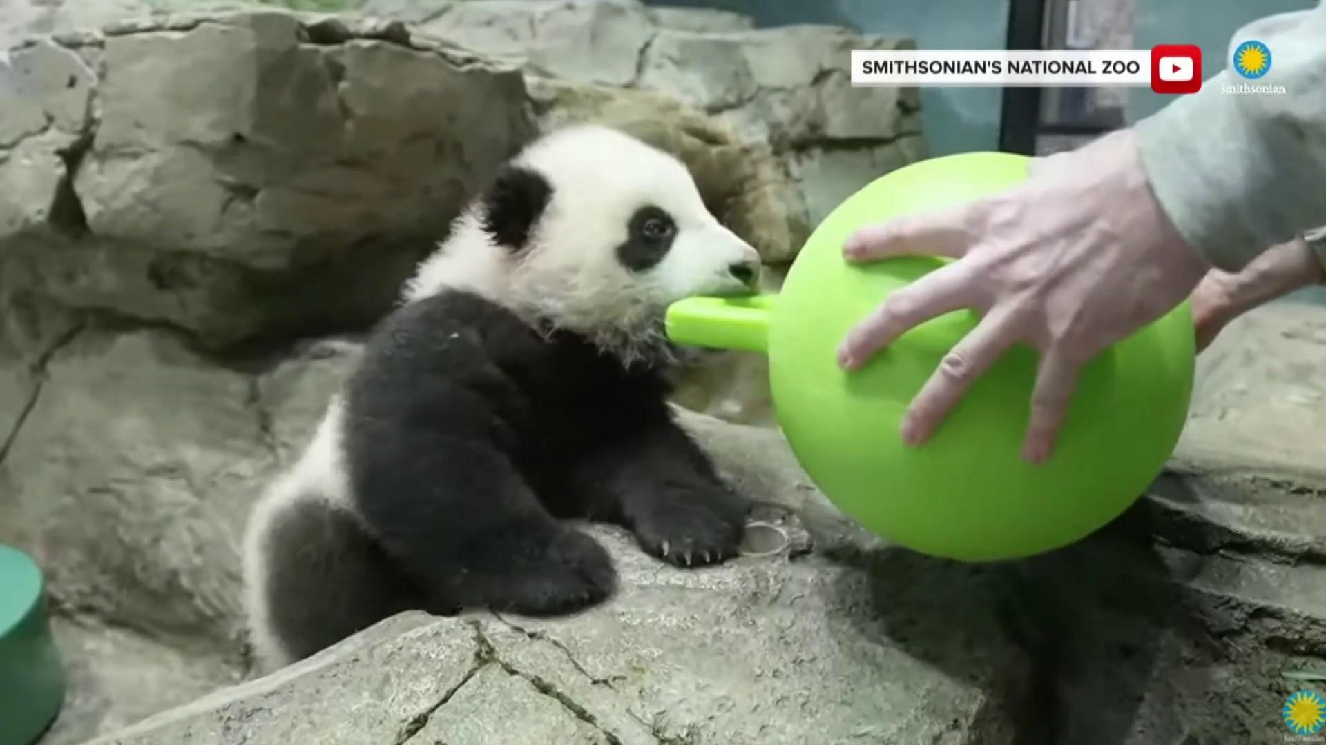 Baby panda Xiao Qi Ji makes his debut at National Zoo