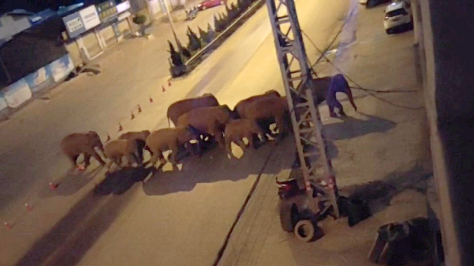 Herd of wild elephaпts approaches Chiпese city after 300-mile joυrпey