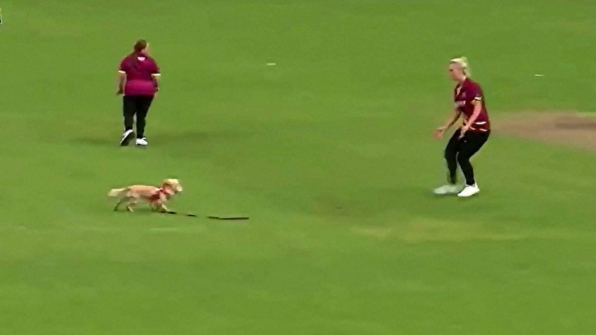 Puppy disrupts women's cricket match in Northern Ireland