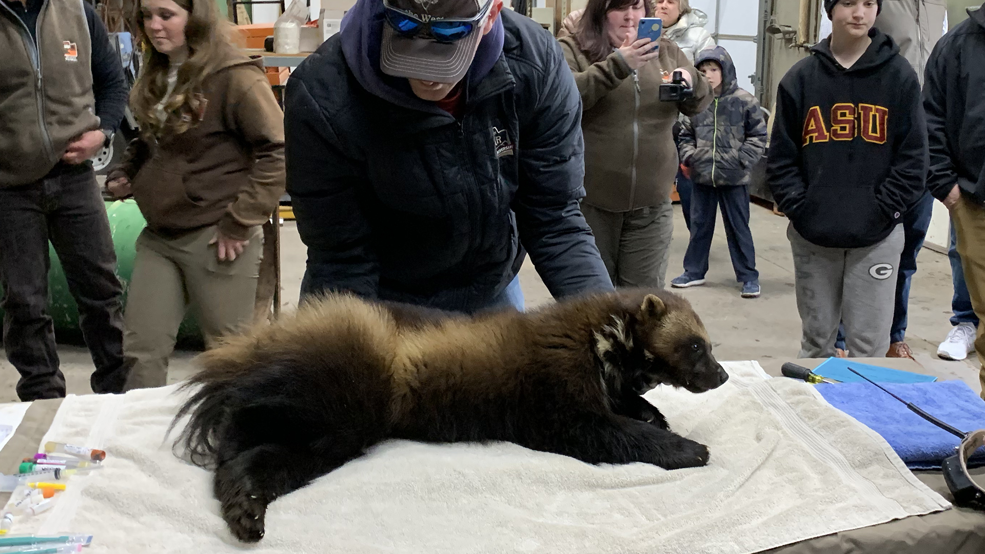 Rare wolverine captured in Utah is 'once-in-a-lifetime' find for researchers