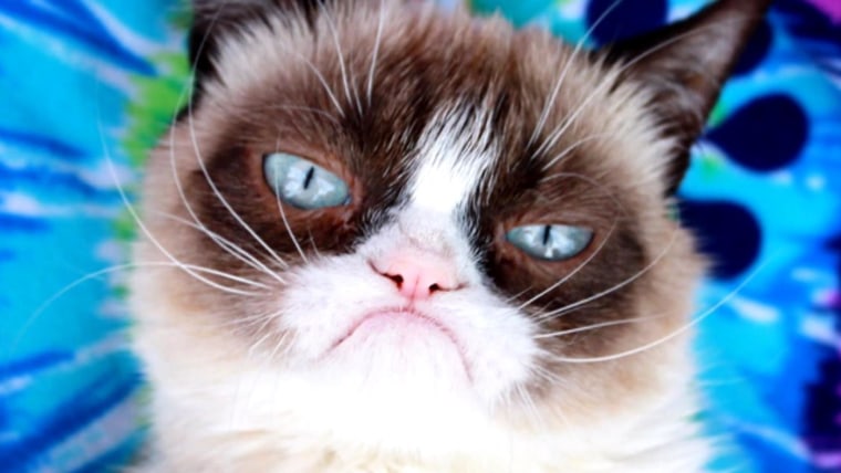 Grumpy Cat The Face Of Thousands Of Internet Memes Has Died
