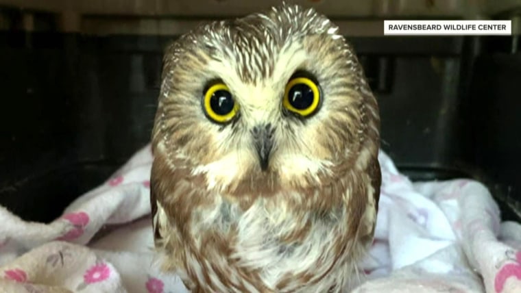 Rockefeller Center Christmas tree owl is released back into the wild